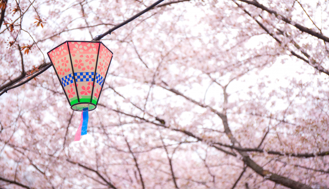 japanese sakura matsuri lantern under sakura trees