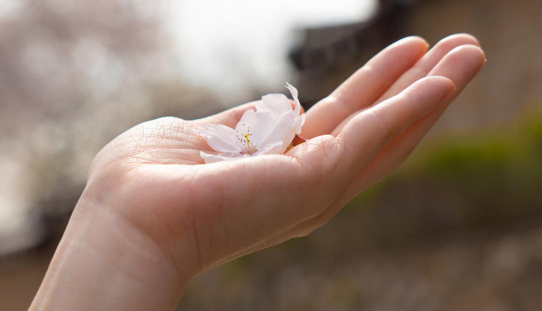 Plum blossoms in a hand