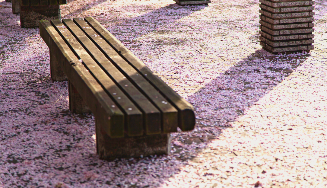 bench under cherry blossoms